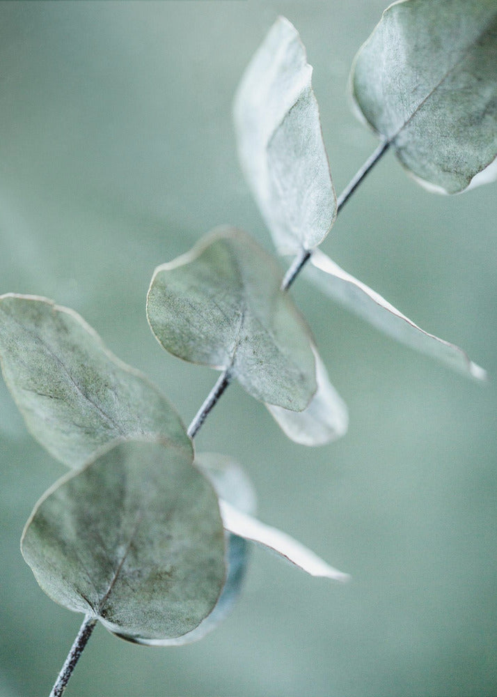 Eukalyptus 9 | Poster