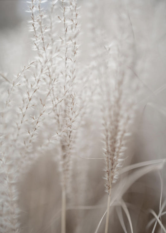 Gras 18 | Leinwand