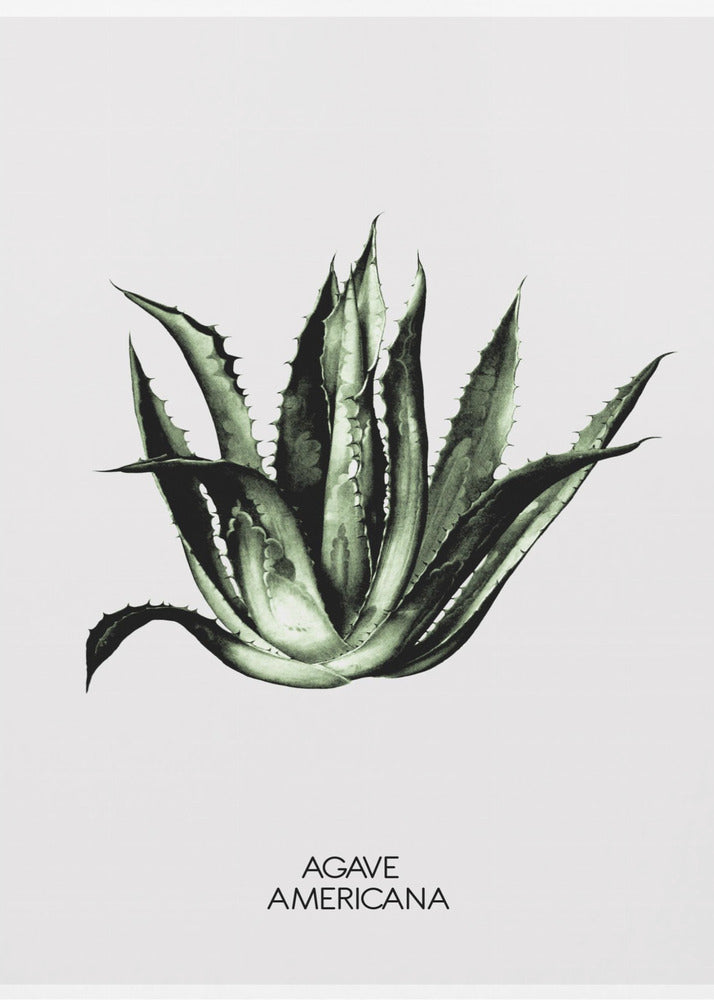 Grüne Agave Eleganz | Poster