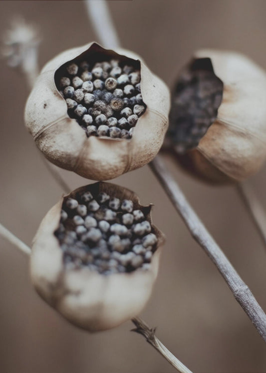 Nature's Capsules | Canvas