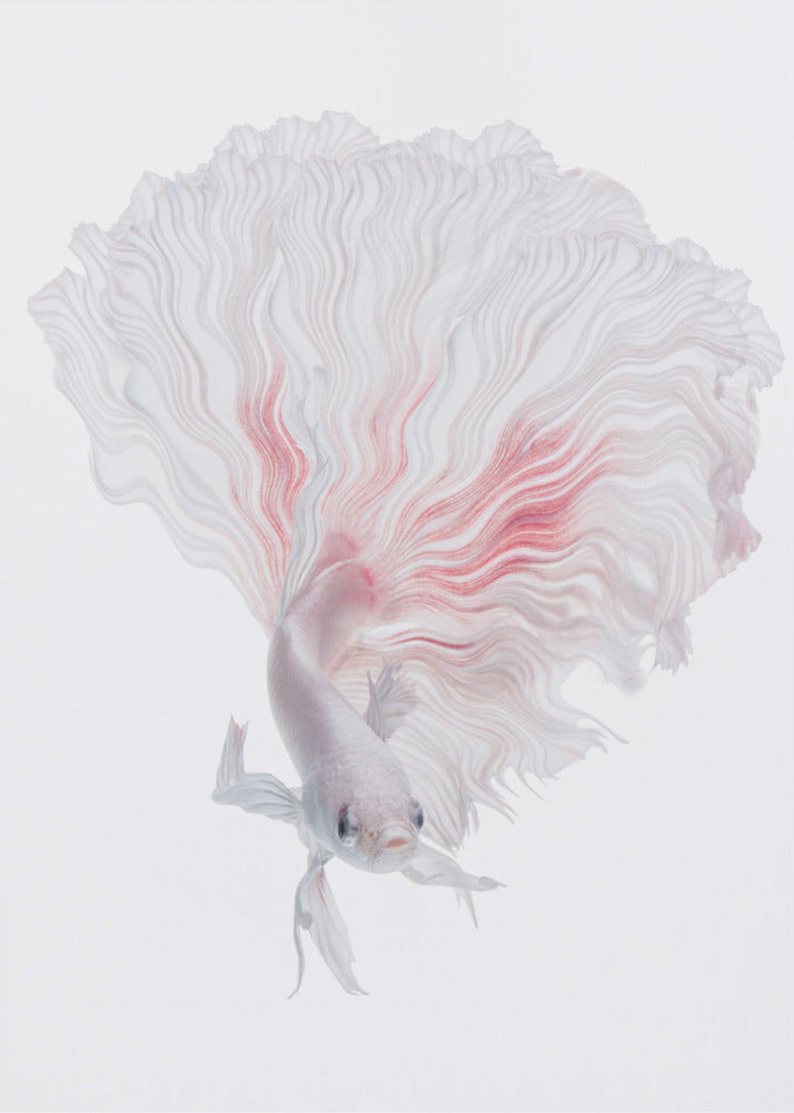 ROOT BETTA | Canvas