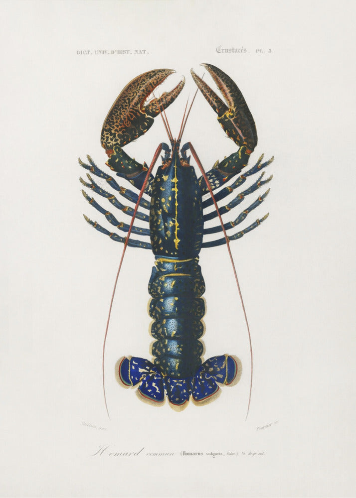 Purpurrote Flusskrebse | Poster