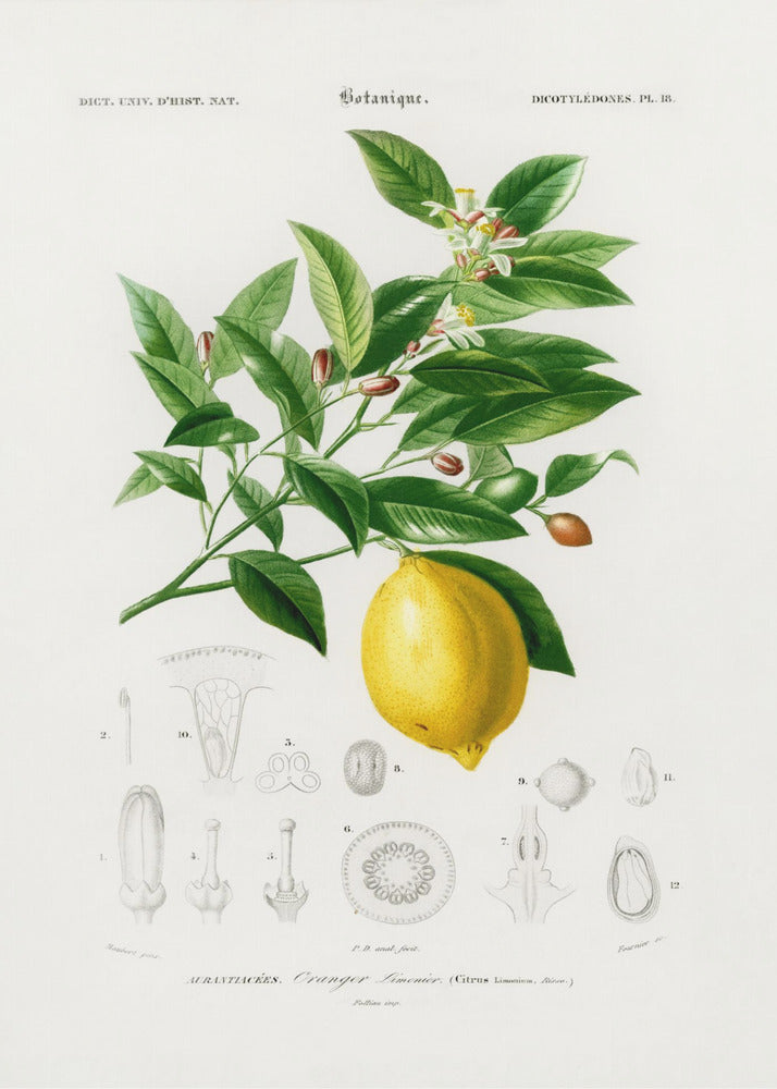 Lemon (citrus Limonium) | Canvas