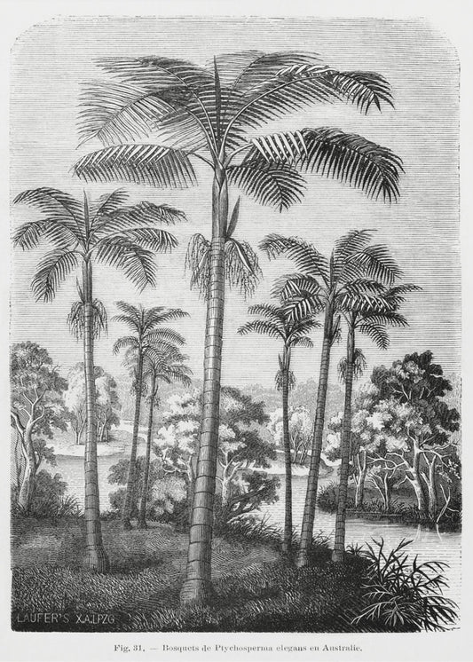 Vintage Palm Tree Drawing Ii | Canvas