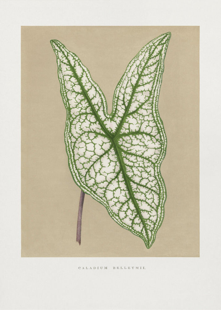 Grüne Caladium Belleymii Blatt Illustration | Poster