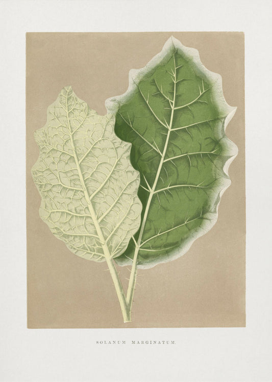 Green Solanum Marginatum Leaf Illustration | Poster