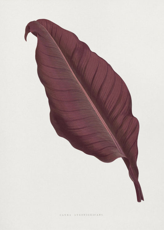 Pink Canna Atronigricans Leaf Illustration | Canvas