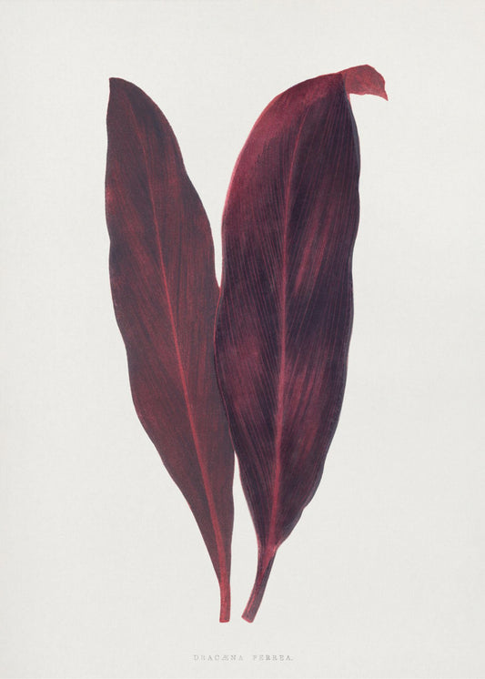 Pink Dracaena Ferrea Leaf Illustration | Poster