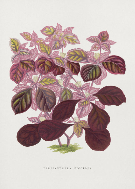 Pink Teleianthera Ficoidea Leaf Illustration | Canvas