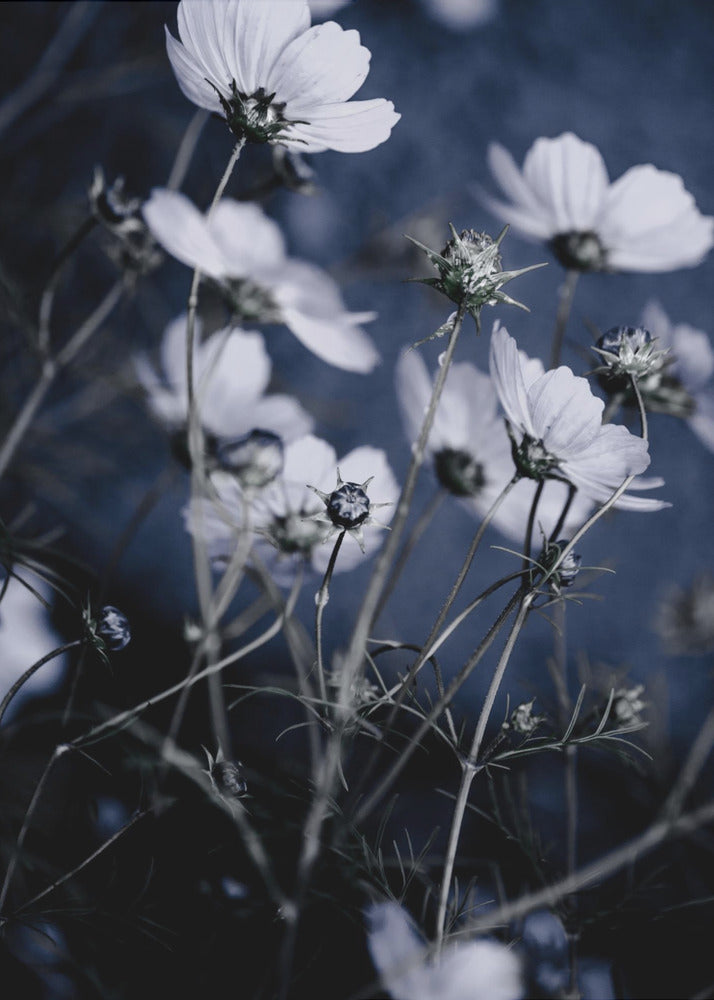 Wildblumen 10 | Poster