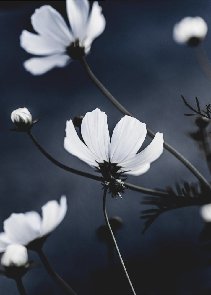 Wildblumen 1 | Poster