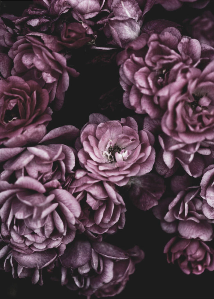 Wilde Rosen | Poster