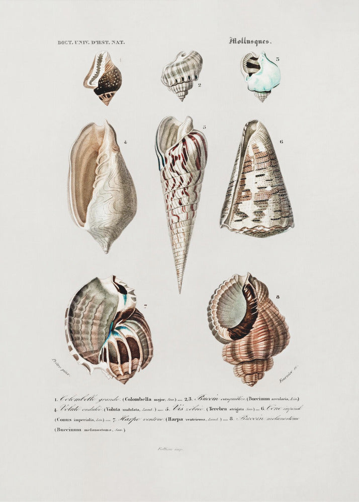 Meerestiere I | Poster