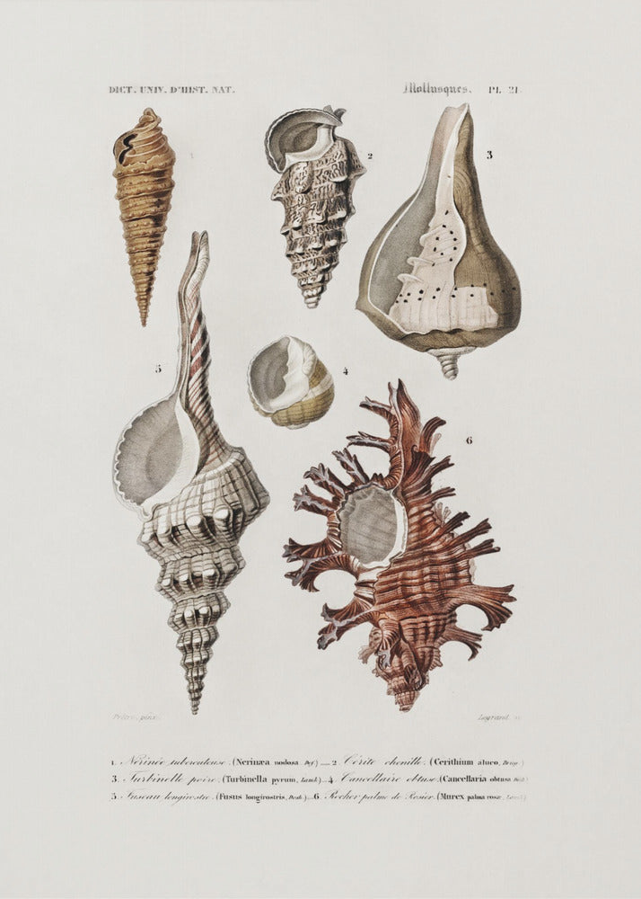 Sealife II | Poster