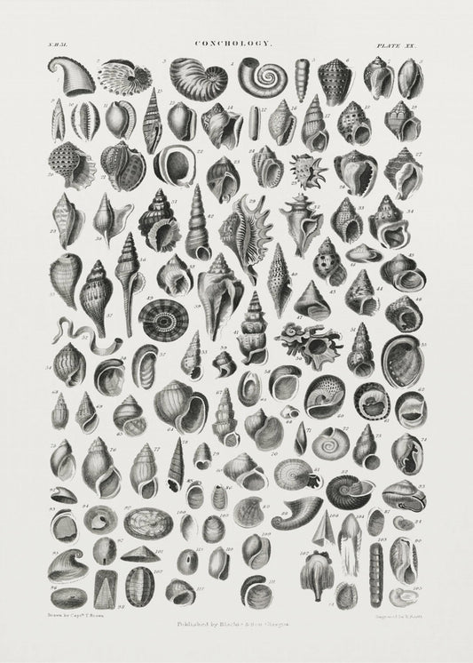 Meeresleben III | Leinwand