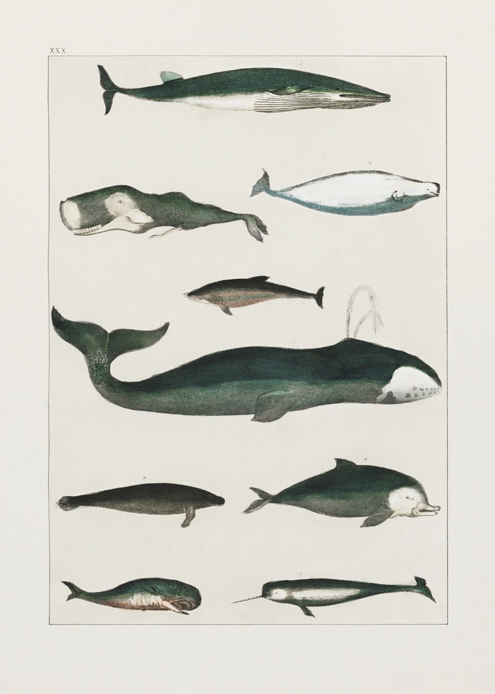 Vintage Whale Poster | Canvas