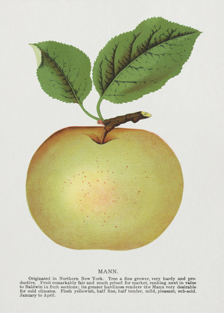 Mann Apple Lithographie | Poster
