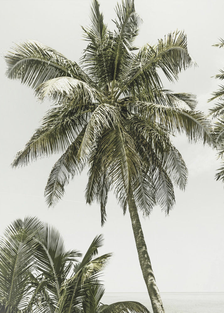 Palmen am Meer | Vintage | Poster
