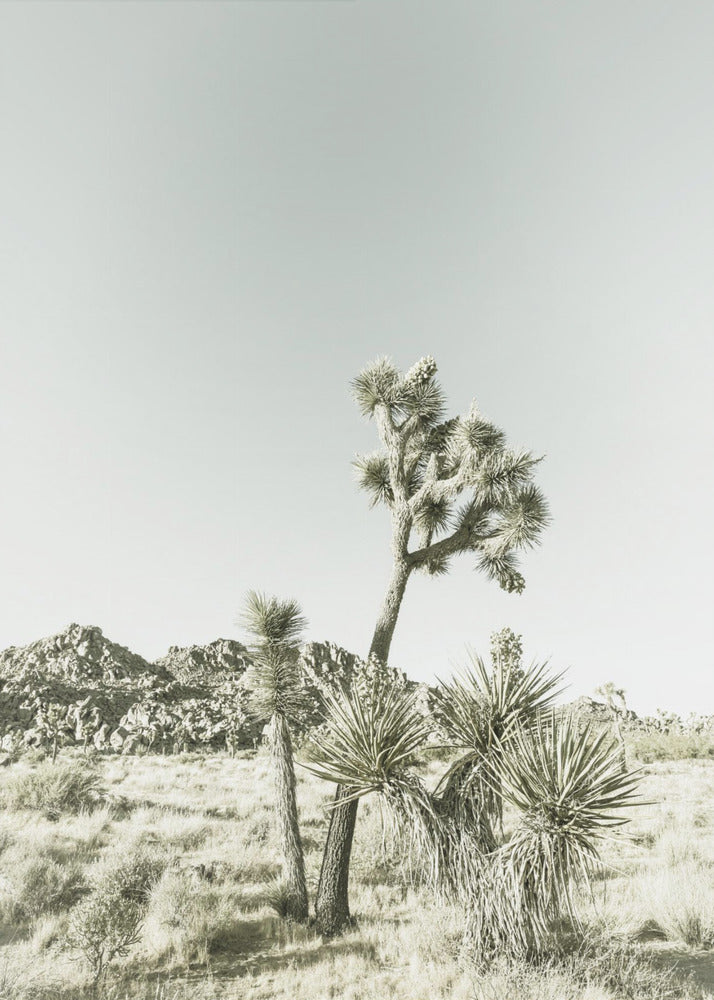 Joshua Tree Nationalpark Vintage Impression | Leinwand