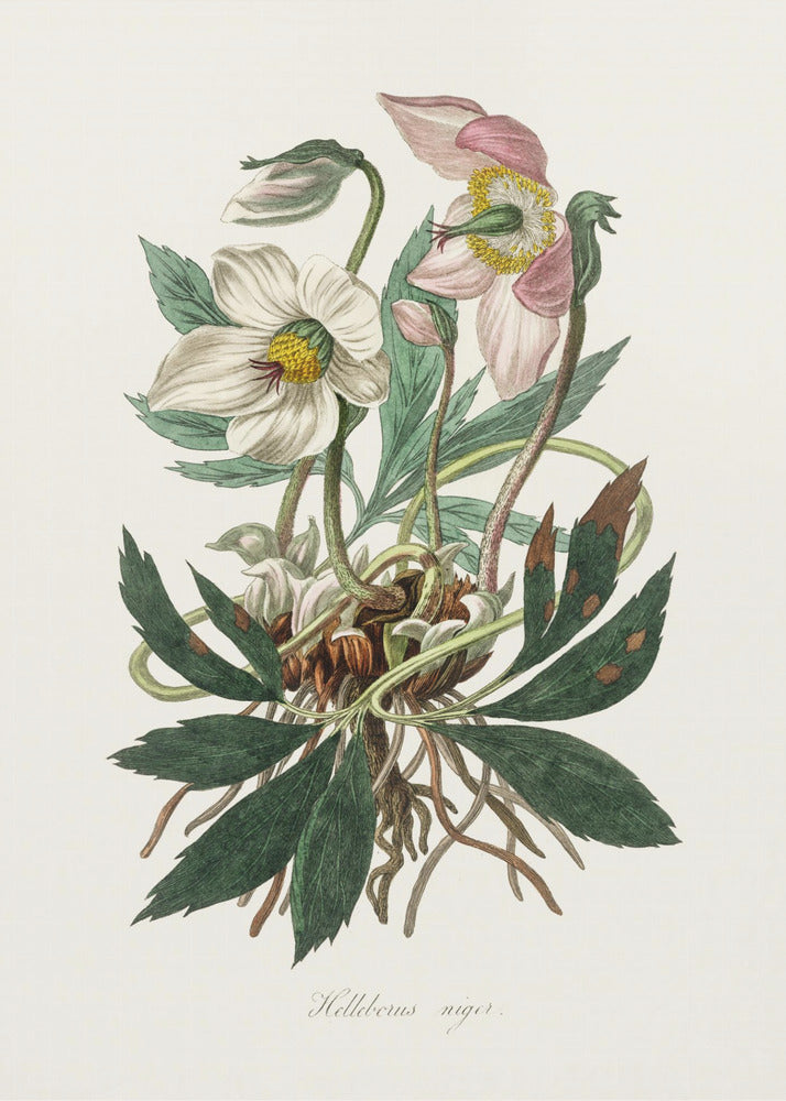 Christmas Rose (helleborus Niger) Medical Botany | Canvas