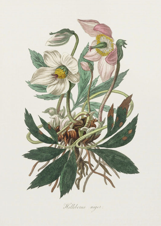 Christrose (Helleborus Niger) Medizinische Botanik | Leinwand