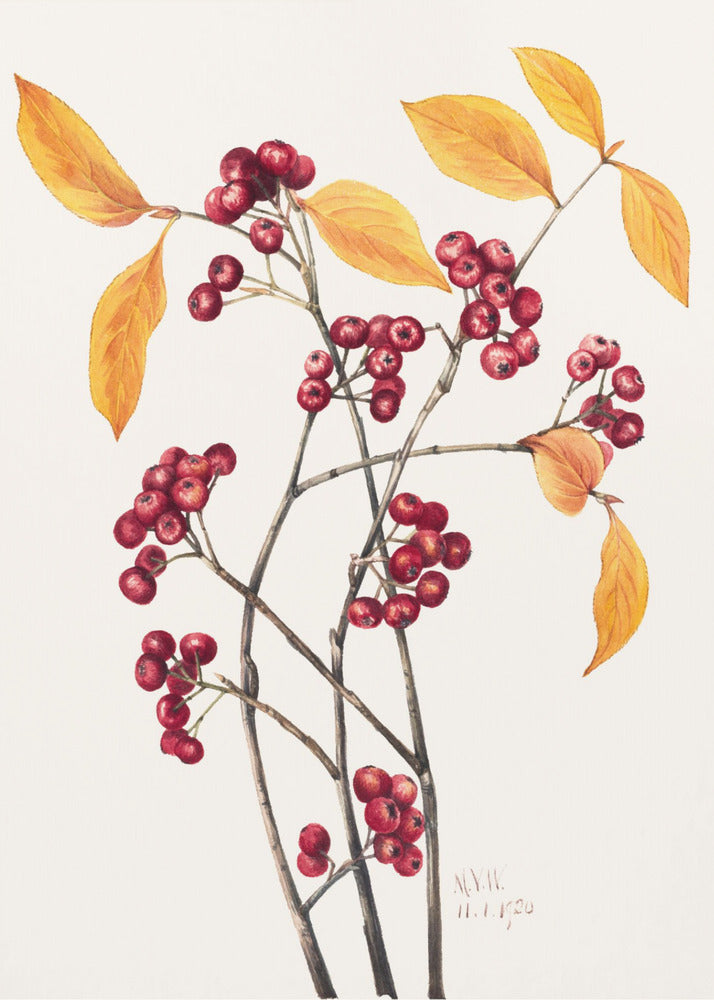 Red Chokeberry (1920) | Canvas