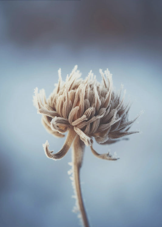 Frosted Blossom | Poster