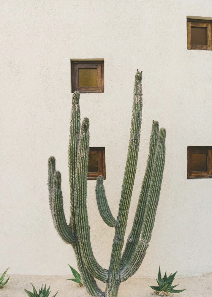 Cabo Kaktus IX | Leinwand