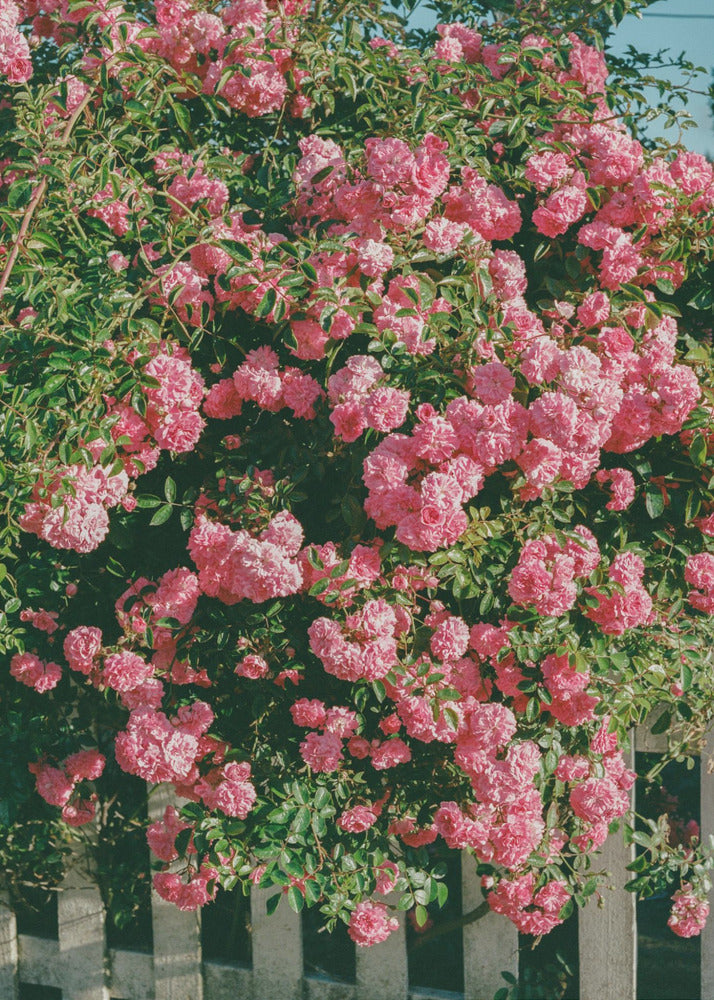 Cannon Beach Blooms | Leinwand