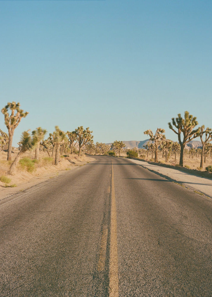 Joshua Tree Road II | Leinwand
