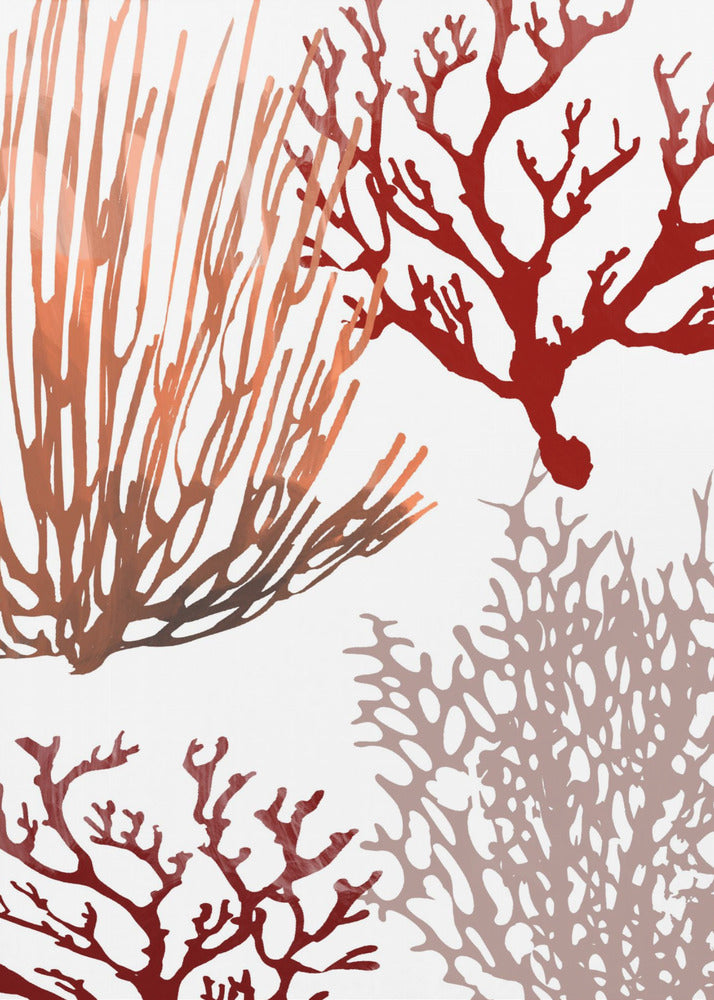 Rosa und rote Meereskoralle | Poster