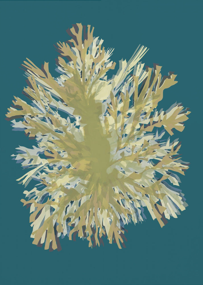 Seaweed Poster 1 | Canvas