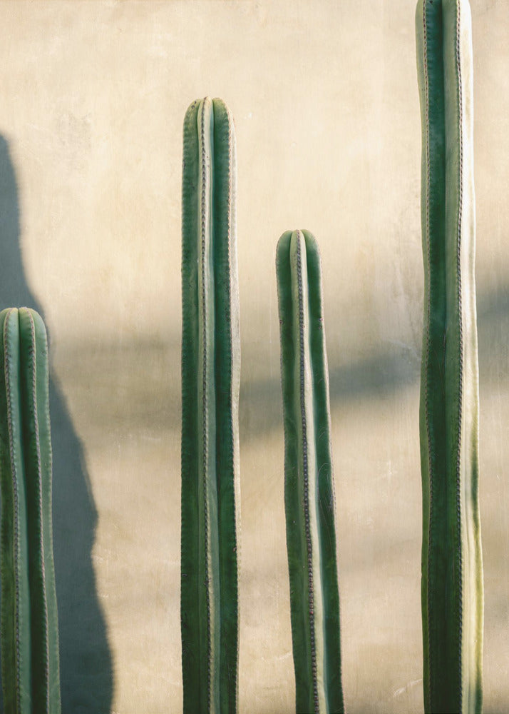 Oaxaca Shades of Green | Mexiko Reisefotografie | Poster