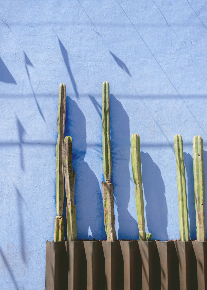 Hohe Kakteen | Reisefotografie in Oaxaca, Mexiko | Poster