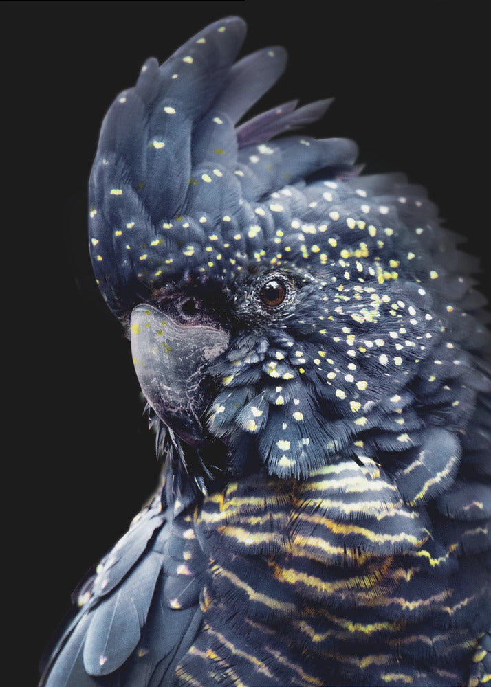 Blackcockatoo2 | Leinwand