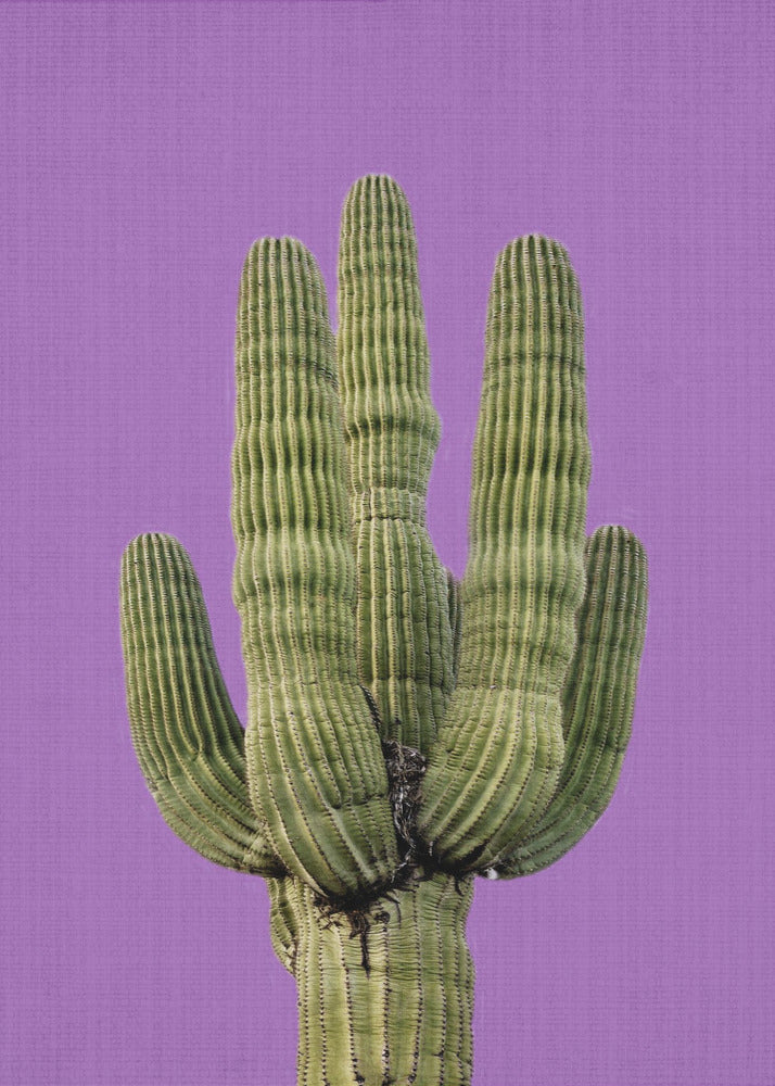 Lila Kaktus | Poster