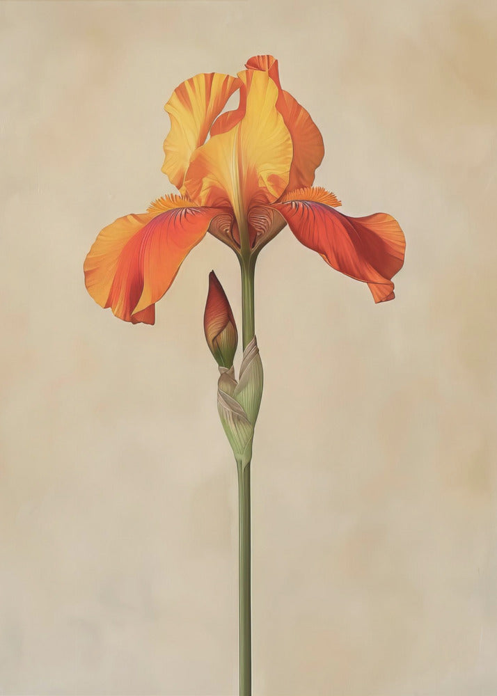 Poster Leinwand Sng Iris 34 | Leinwand