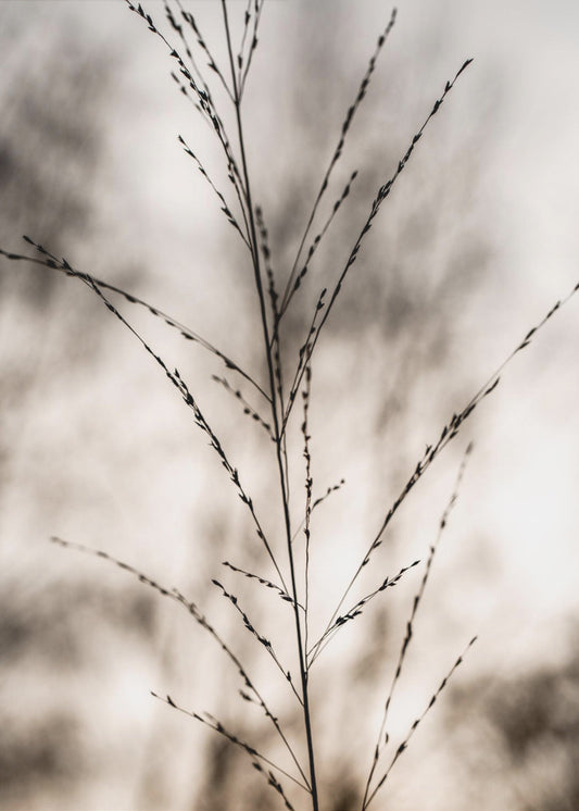 Gras 17 | Leinwand