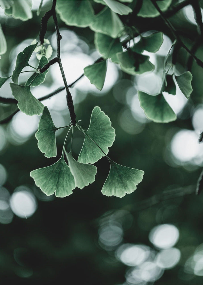Ginko 1 | Poster