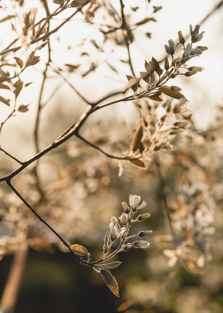 Letzter Frühling 4 | Poster