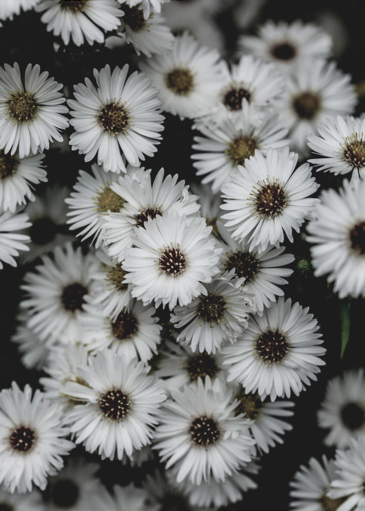 Kleine Blumen 3 | Leinwand