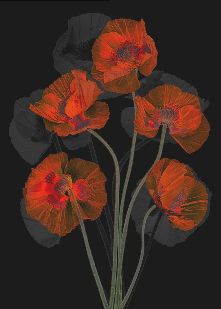 Eisiger roter Mohn | Poster