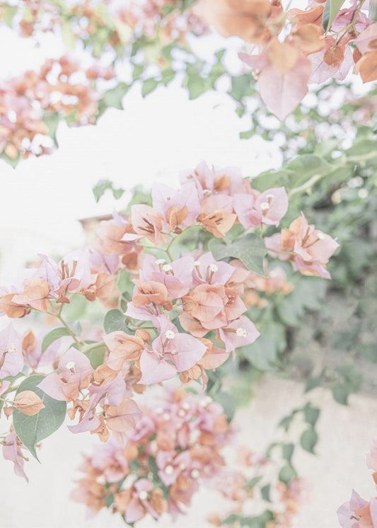 Pfirsich-Bougainvillea | Poster