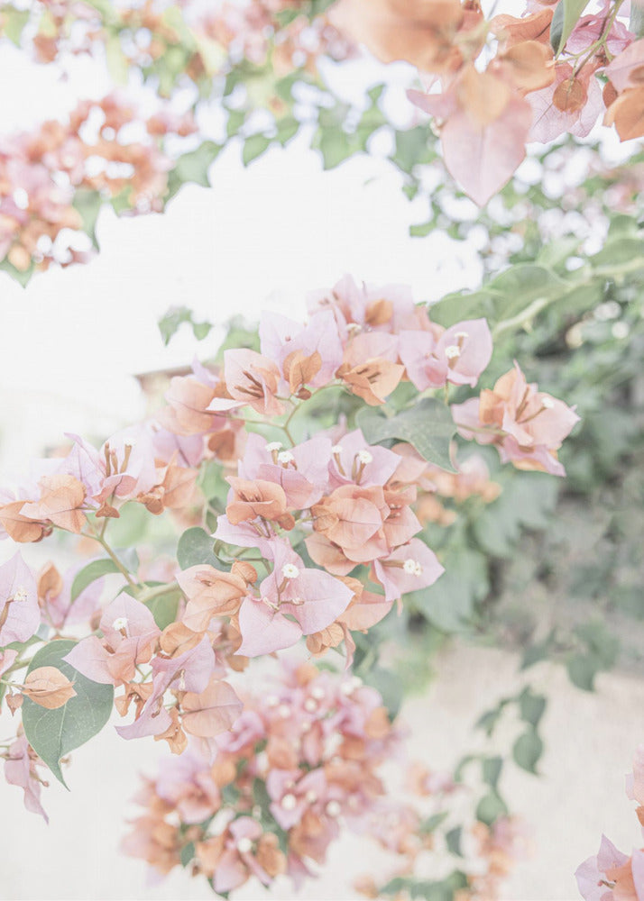 Pfirsichfarbene Bougainvillea | Leinwand