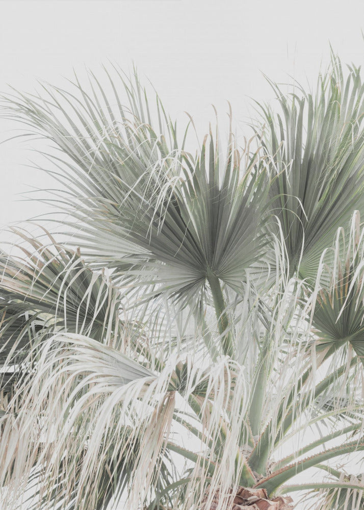 Palmblatt | Leinwand