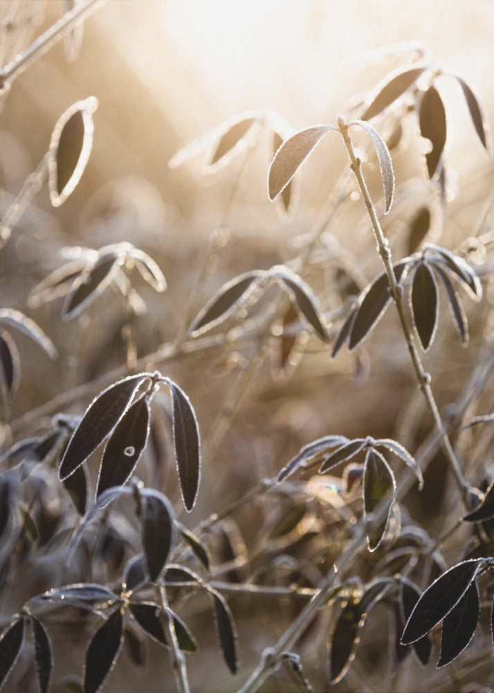 Ein Wintermorgen 6 | Poster
