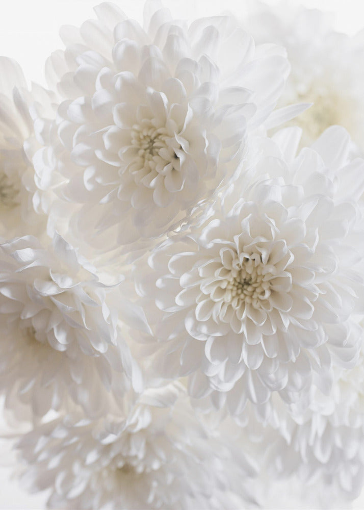 Weiße Blumen 1 | Poster