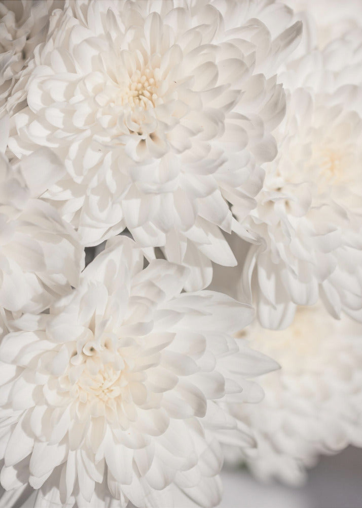 Weiße Blumen 2 | Poster
