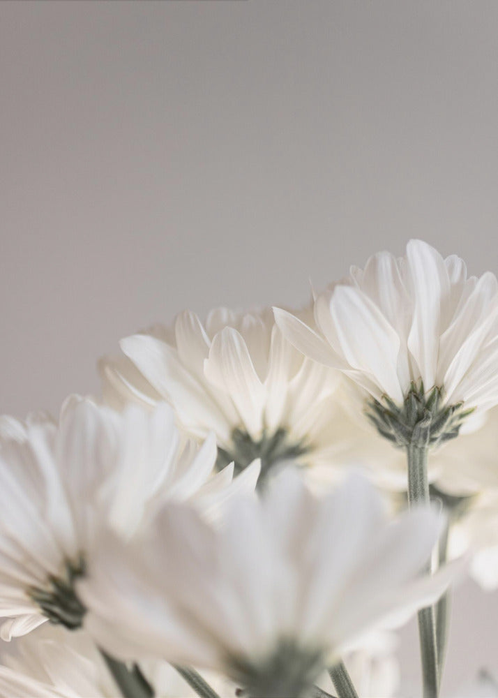 Weiße Blumen 4 | Poster