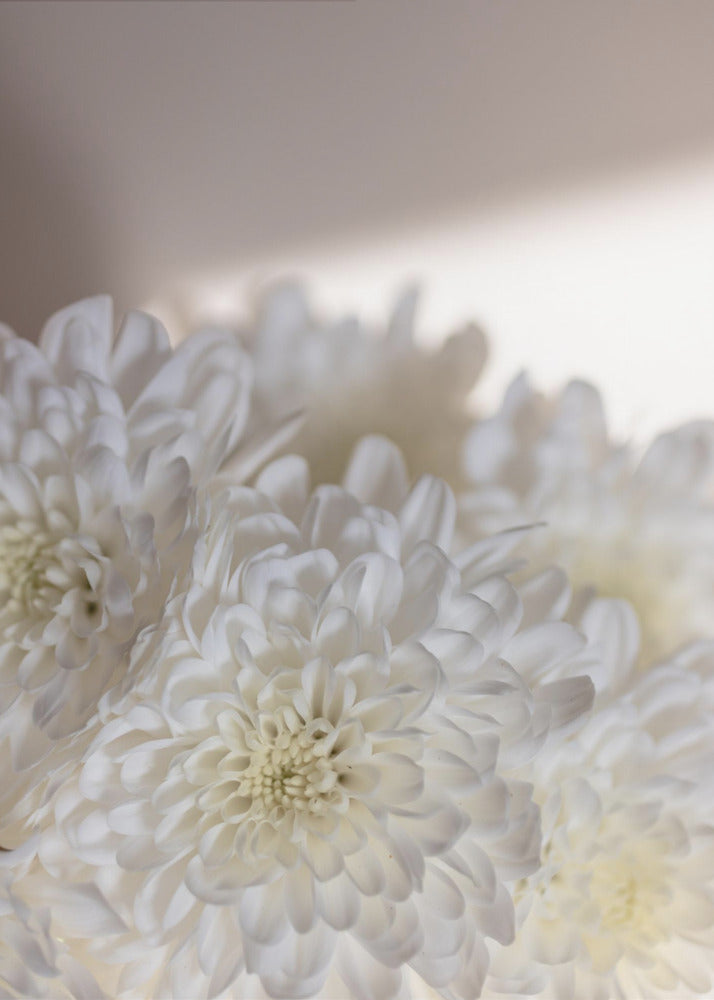 Weiße Blumen 6 | Poster
